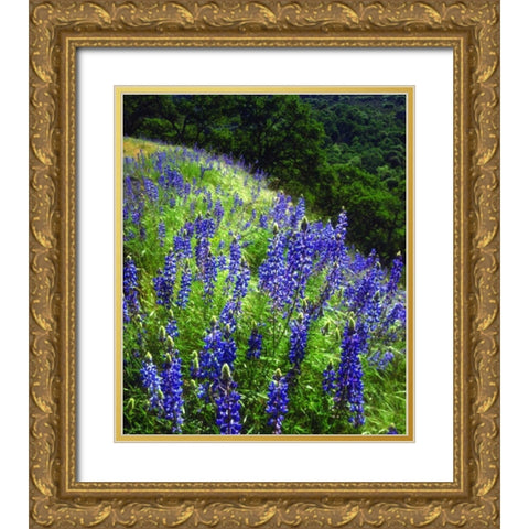 CA, Sierras, Sequoia NP Lupines in the forest Gold Ornate Wood Framed Art Print with Double Matting by Talbot Frank, Christopher
