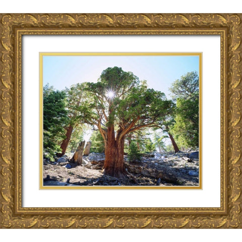 CA, Sierra Nevada Old-growth Juniper tree Gold Ornate Wood Framed Art Print with Double Matting by Talbot Frank, Christopher