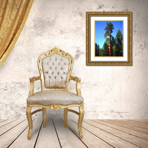 CA, Sierra Nevada Old-growth Sequoia Tree Gold Ornate Wood Framed Art Print with Double Matting by Talbot Frank, Christopher