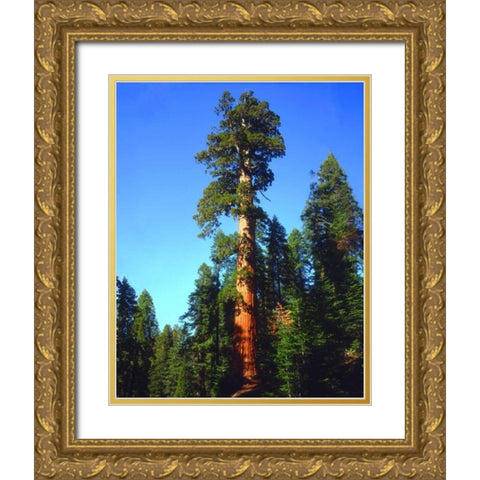 CA, Sierra Nevada Old-growth Sequoia Tree Gold Ornate Wood Framed Art Print with Double Matting by Talbot Frank, Christopher