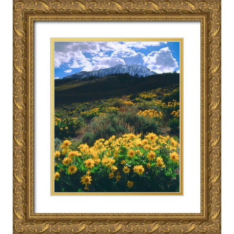 California, Sierra Nevada Flowers in the Sierras Gold Ornate Wood Framed Art Print with Double Matting by Talbot Frank, Christopher