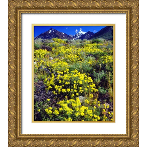 CA, Sierra Nevada flowers in the High Sierra Gold Ornate Wood Framed Art Print with Double Matting by Talbot Frank, Christopher
