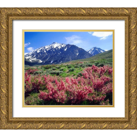 California, Sierra Nevada flowers in the Sierras Gold Ornate Wood Framed Art Print with Double Matting by Talbot Frank, Christopher