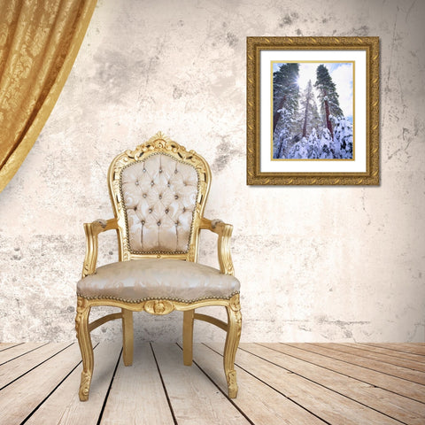 California, High Sierra, Snow-covered Red Fir Gold Ornate Wood Framed Art Print with Double Matting by Talbot Frank, Christopher