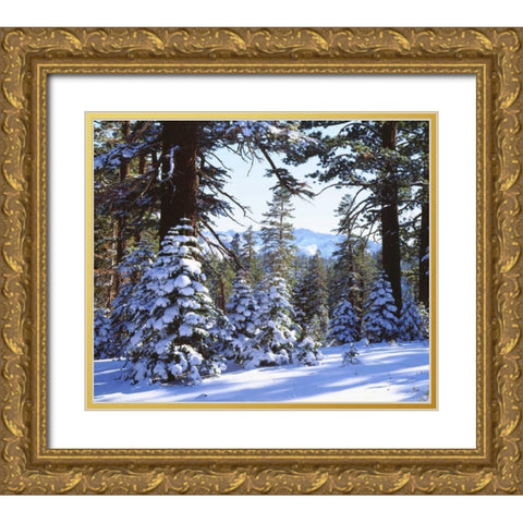 California, High Sierra, Snow-covered Red Fir Gold Ornate Wood Framed Art Print with Double Matting by Talbot Frank, Christopher