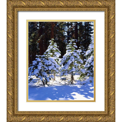 California, High Sierra, Snow-covered Red Fir Gold Ornate Wood Framed Art Print with Double Matting by Talbot Frank, Christopher