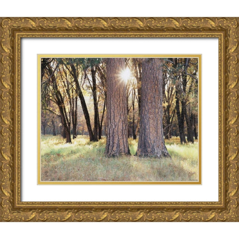 California, Yosemite Sunset through the forest Gold Ornate Wood Framed Art Print with Double Matting by Talbot Frank, Christopher
