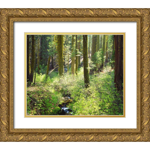 CA, A lush forest in the Western High Sierra Gold Ornate Wood Framed Art Print with Double Matting by Talbot Frank, Christopher