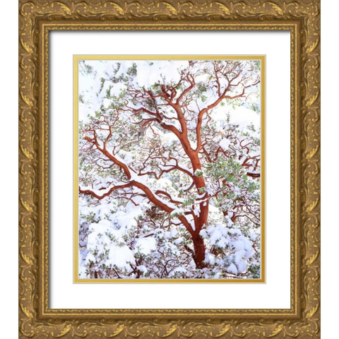 USA, California A snow-covered manzanita bush Gold Ornate Wood Framed Art Print with Double Matting by Talbot Frank, Christopher