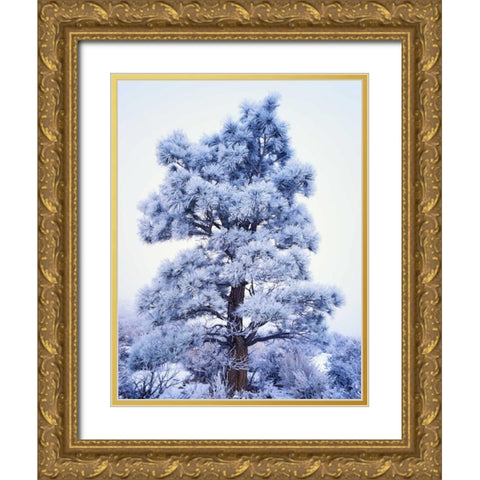 CA, Sierra Nevada Frost-covered Jeffrey Pine Gold Ornate Wood Framed Art Print with Double Matting by Flaherty, Dennis