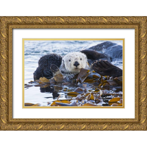CA, San Luis Obispo, Sea otter wrapped in kelp Gold Ornate Wood Framed Art Print with Double Matting by Illg, Cathy and Gordon