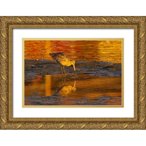CA, San Luis Obispo Co, Marbled godwit Gold Ornate Wood Framed Art Print with Double Matting by Illg, Cathy and Gordon