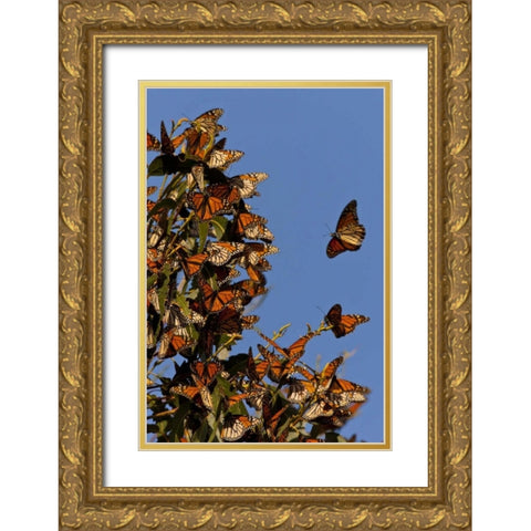 CA, San Luis Obispo Co, Monarchs in migration Gold Ornate Wood Framed Art Print with Double Matting by Illg, Cathy and Gordon