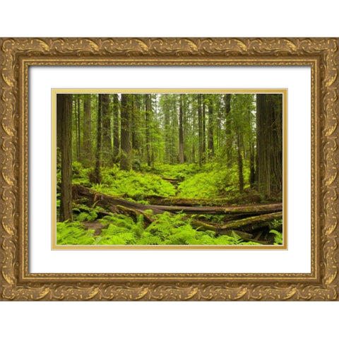 CA, Humboldt Redwoods Bracken ferns and redwoods Gold Ornate Wood Framed Art Print with Double Matting by Illg, Cathy and Gordon