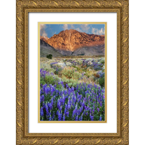 California Blooming lupine at Division Creek Gold Ornate Wood Framed Art Print with Double Matting by Flaherty, Dennis