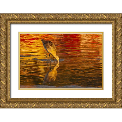CA, San Luis Obispo Co Marbled godwit feeding Gold Ornate Wood Framed Art Print with Double Matting by Illg, Cathy and Gordon