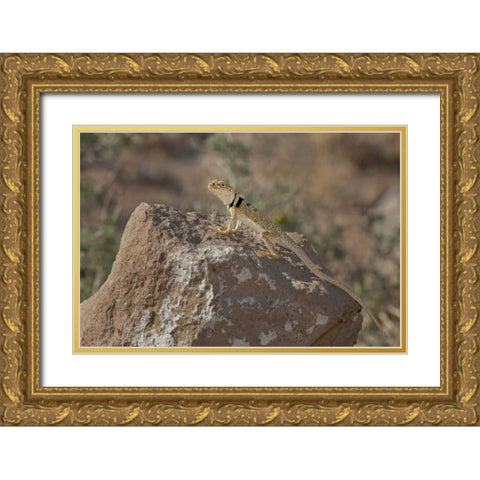 CA, Redding Canyon Great Basin collared lizard Gold Ornate Wood Framed Art Print with Double Matting by Welling, Dave