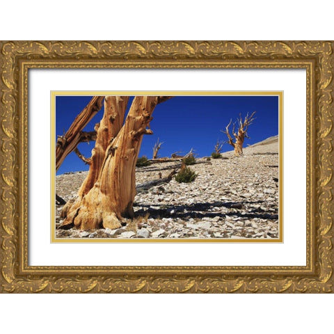 CA, White Mts Ancient bristlecone pines Gold Ornate Wood Framed Art Print with Double Matting by Flaherty, Dennis