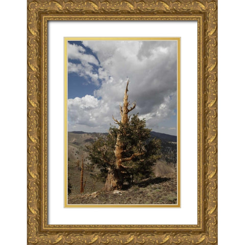 California, White Mts Ancient bristlecone pine Gold Ornate Wood Framed Art Print with Double Matting by Flaherty, Dennis