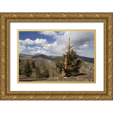 California, White Mts Ancient bristlecone pine Gold Ornate Wood Framed Art Print with Double Matting by Flaherty, Dennis