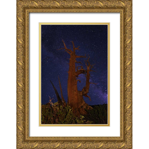 CA, White Mts A bristlecone pine and Milky Way Gold Ornate Wood Framed Art Print with Double Matting by Flaherty, Dennis