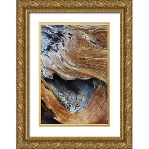 CA, White Mts Trunk of a bristlecone pine tree Gold Ornate Wood Framed Art Print with Double Matting by Flaherty, Dennis