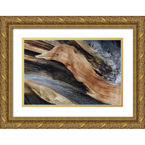 CA, White Mts Trunk of a bristlecone pine tree Gold Ornate Wood Framed Art Print with Double Matting by Flaherty, Dennis