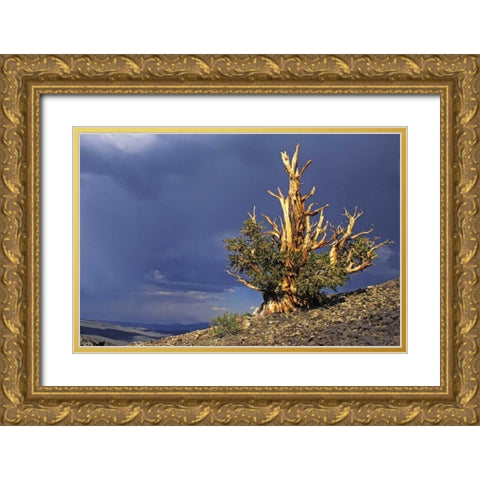 California, White Mts Bristlecone pine tree Gold Ornate Wood Framed Art Print with Double Matting by Flaherty, Dennis