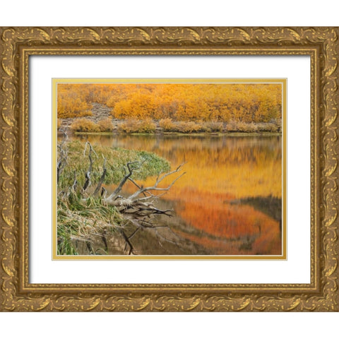 CA, Autumn reflect in North Lake near Bishop Gold Ornate Wood Framed Art Print with Double Matting by Flaherty, Dennis