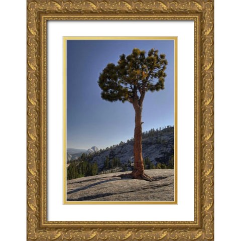 CA, Yosemite Solitary tree grows from rock Gold Ornate Wood Framed Art Print with Double Matting by Flaherty, Dennis