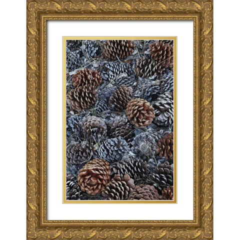 CA, Fallen Jeffrey pine cones in Sierra Nevada Gold Ornate Wood Framed Art Print with Double Matting by Flaherty, Dennis