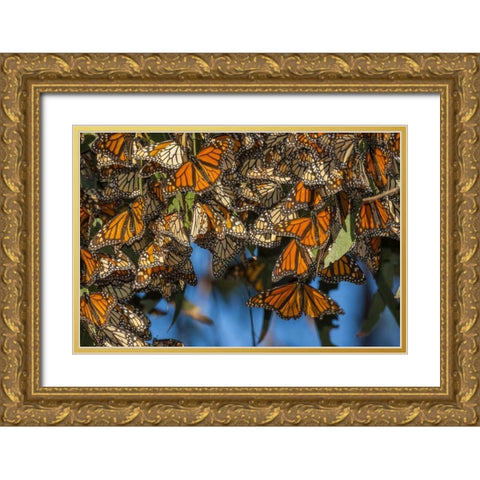 California Monarch butterflies on leaves Gold Ornate Wood Framed Art Print with Double Matting by Illg, Cathy and Gordon
