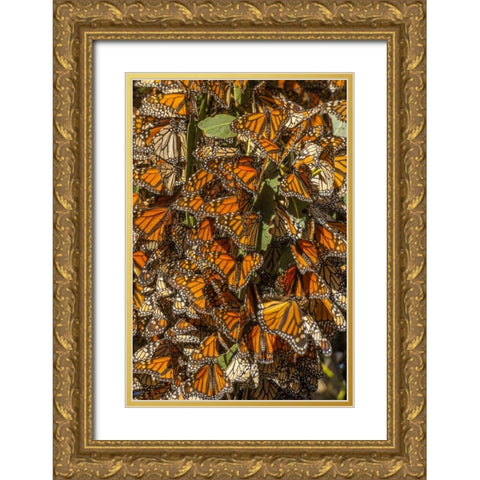 California Monarch butterflies on leaves Gold Ornate Wood Framed Art Print with Double Matting by Illg, Cathy and Gordon