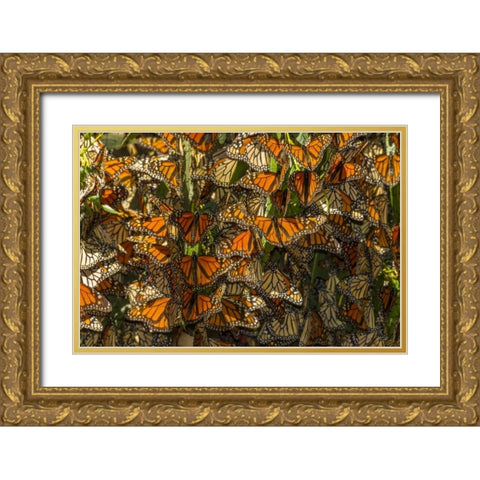 California Monarch butterflies on leaves Gold Ornate Wood Framed Art Print with Double Matting by Illg, Cathy and Gordon