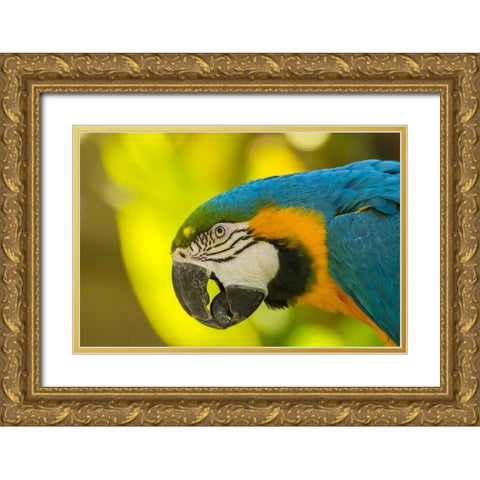 California, Santa Barbara Profile of macaw Gold Ornate Wood Framed Art Print with Double Matting by Illg, Cathy and Gordon