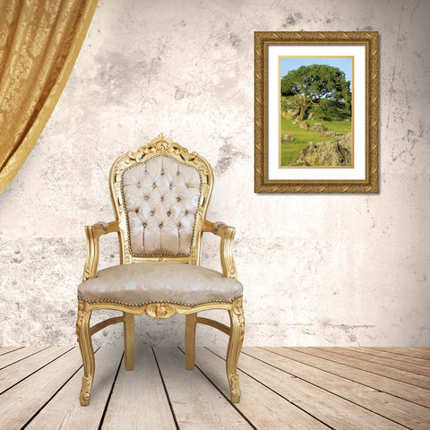 USA, California California oak tree scenic Gold Ornate Wood Framed Art Print with Double Matting by Bush, Marie