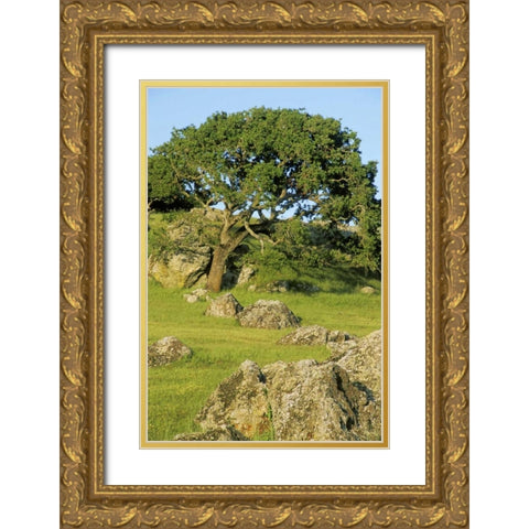 USA, California California oak tree scenic Gold Ornate Wood Framed Art Print with Double Matting by Bush, Marie