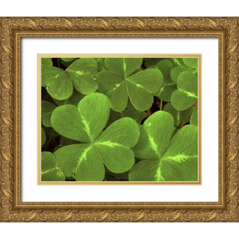 USA, California, Muir Woods Close-up of clover Gold Ornate Wood Framed Art Print with Double Matting by Bush, Marie