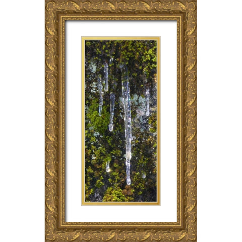 USA, California, Yosemite NP Icicles on moss Gold Ornate Wood Framed Art Print with Double Matting by Bush, Marie