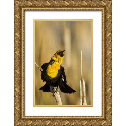 CA, Tule Lake NWR Yellow-headed blackbird Gold Ornate Wood Framed Art Print with Double Matting by Illg, Cathy and Gordon