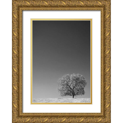 CA, Lone oak tree in the Sierra Nevada foothills Gold Ornate Wood Framed Art Print with Double Matting by Flaherty, Dennis
