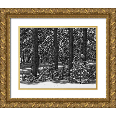 California, Sierra Nevada Forest in winter Gold Ornate Wood Framed Art Print with Double Matting by Flaherty, Dennis