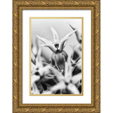 California, Owens Valley Showy milkweed Gold Ornate Wood Framed Art Print with Double Matting by Flaherty, Dennis