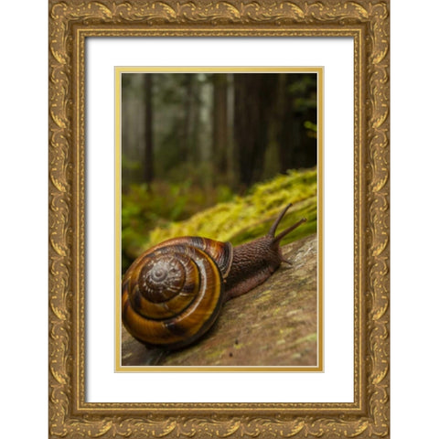 USA, California, Redwoods NP Close-up of snail Gold Ornate Wood Framed Art Print with Double Matting by Illg, Cathy and Gordon