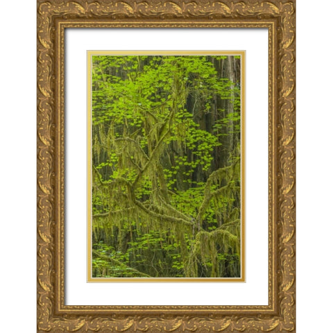 California, Redwoods NP Mossy limbs in forest Gold Ornate Wood Framed Art Print with Double Matting by Illg, Cathy and Gordon