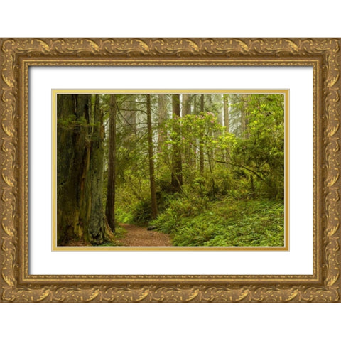 California, Redwoods NP Trail through forest Gold Ornate Wood Framed Art Print with Double Matting by Illg, Cathy and Gordon