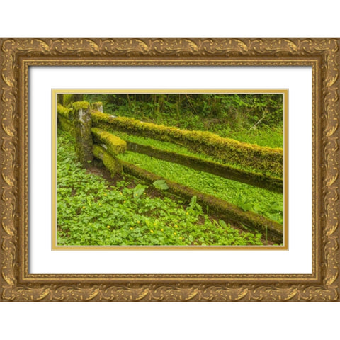 USA, California, Redwoods NP Moss-covered fence Gold Ornate Wood Framed Art Print with Double Matting by Illg, Cathy and Gordon