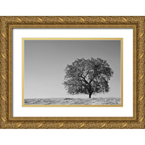 CA, Lone oak tree in the Sierra Nevada foothills Gold Ornate Wood Framed Art Print with Double Matting by Flaherty, Dennis