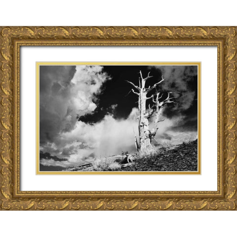 CA, White Mts Ancient bristlecone pine tree Gold Ornate Wood Framed Art Print with Double Matting by Flaherty, Dennis