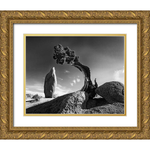 CA, Joshua Tree NP Monolith and juniper tree Gold Ornate Wood Framed Art Print with Double Matting by Flaherty, Dennis